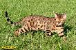 Bengalkater Best of Xtreme