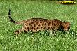 Top Bengalkater Best of Xtreme
