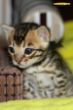 IMG_7389i Bengalkatzen BengalkittenD-Wurf.jpg